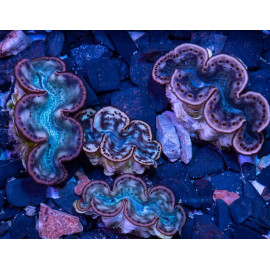 Tridacna sp Red Sea M CITES: 21NL296711/11
