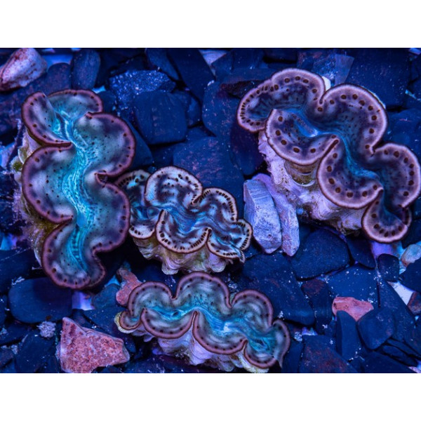 Tridacna sp Red Sea S