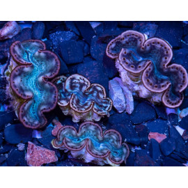 Tridacna sp Red Sea S