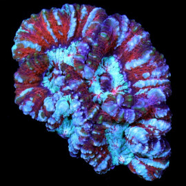 Symphyllia wilsoni ultra esqueje