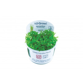 Hemianthus micranthemoides 1-2-Grow!