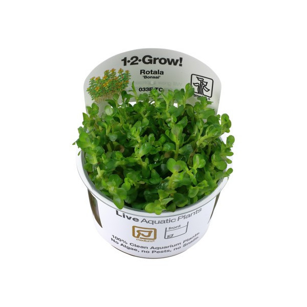 Rotala indica 'Bonsai' 1-2-Grow!