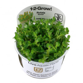 Rotala indica 'Bonsai' 1-2-Grow!