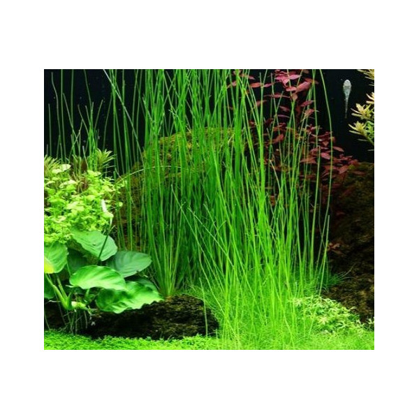 Eleocharis montevidensis tropica