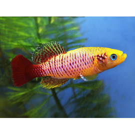 Nothobranchius guentheri gold