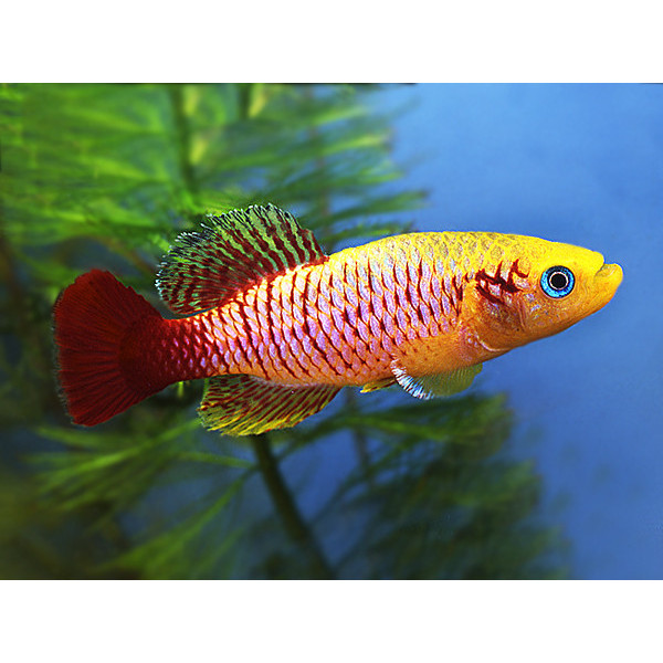 Nothobranchius guentheri gold