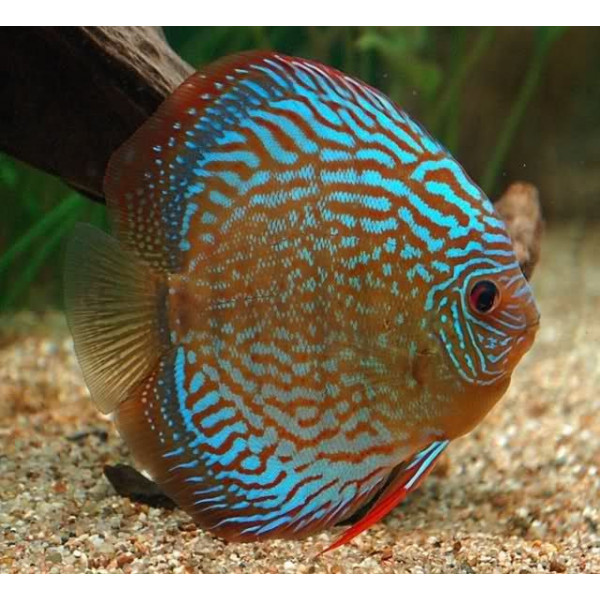 Discus deluxe haraldi royal blue TX M