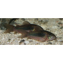 CORYDORAS AENEUS BRONCE XL