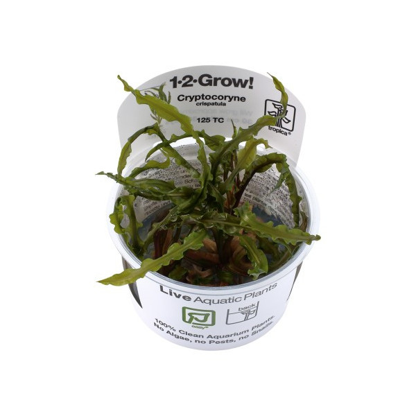 Cryptocoryne crispatula 1-2-Grow!