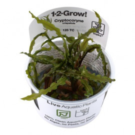 Cryptocoryne crispatula 1-2-Grow!