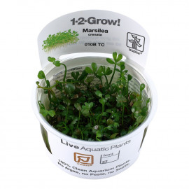 Marsilea crenata 1-2-Grow! tropica