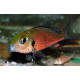 callochromis macrops