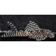 Hypancistrus L66 King Tiger Pleco