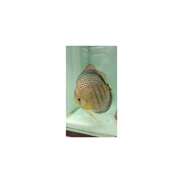 Discus deluxe red spotted green TX M