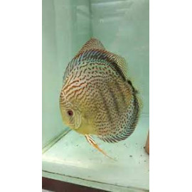 Discus deluxe red spotted green TX M