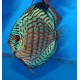 Discus deluxe Brilliant turquoise TX S