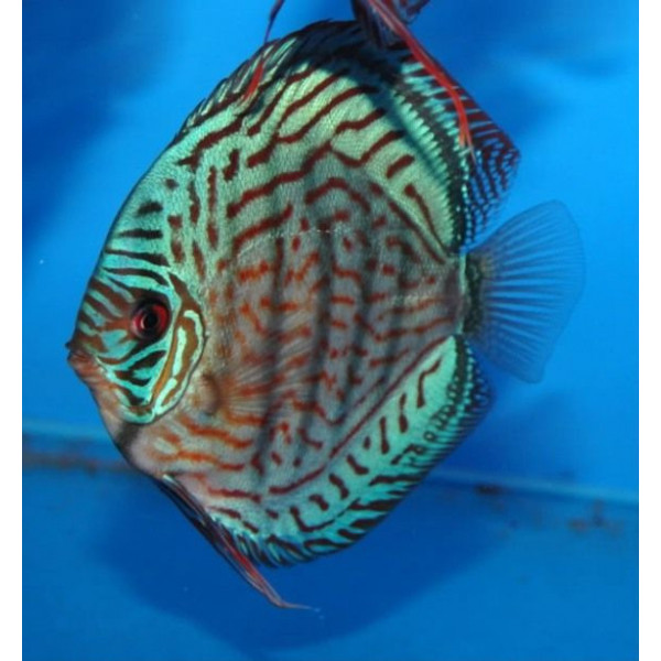 Discus deluxe Brilliant turquoise TX S