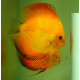 Discus deluxe Red Marlboro yellow TX M