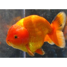 RANCHU Rojo SURTIDO premium XL Show CARASSIUS AURATUS