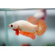 Betta macho platinum orange dragon RUI