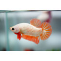 Betta macho platinum orange dragon RUI