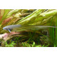 Eigenmannia virescens pez cuchillo electrico sudamericano / pez latigo