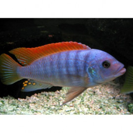 pseudotropheus zebra greshakei SM