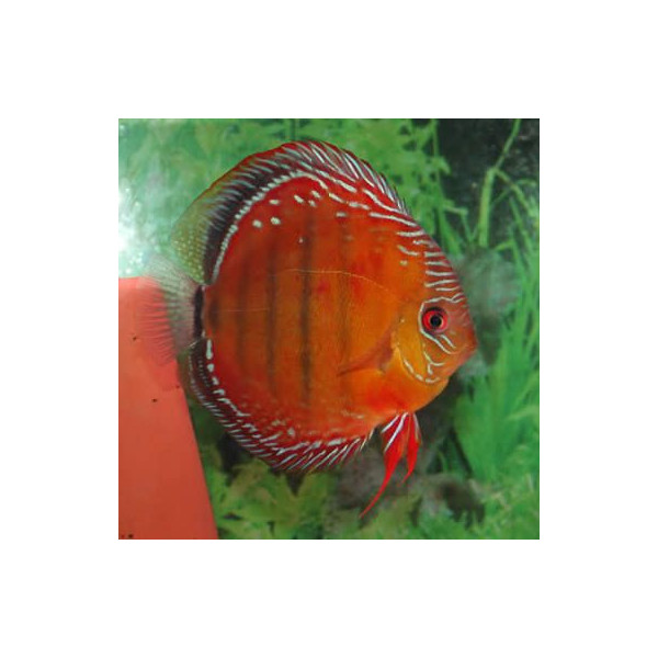 discus curipera royal alenquer M TX