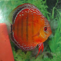 discus curipera royal alenquer M TX