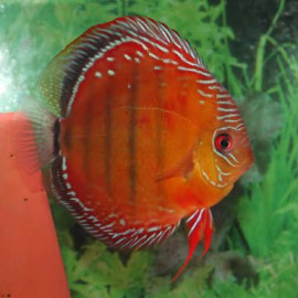 discus curipera royal alenquer M TX