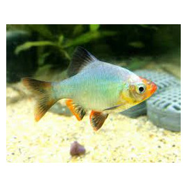 barbo tetrazona platinum