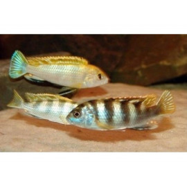 Labidochromis perlmutt higga reef s