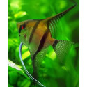 ESCALAR AMAZONIC Escalar Zebra XL PTEROPHYLLUM ESCALARE