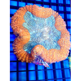 Lobophyllia orange blue pieza XL CITES: 21PTX00830I