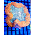 Lobophyllia orange blue pieza XL 