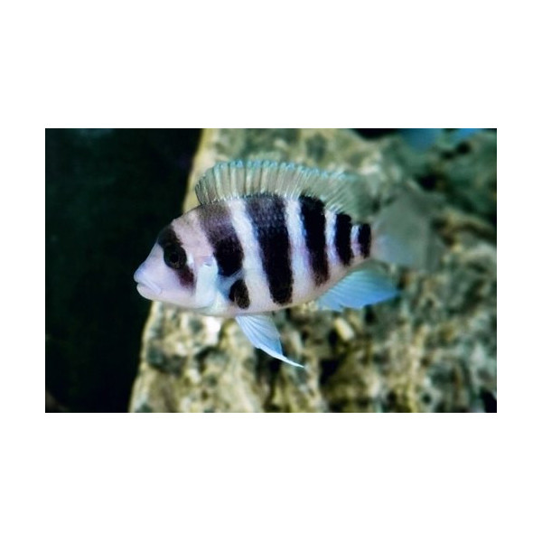 Cyphotilapia frontosa burundi M