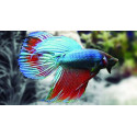 Betta macho splendens dragon