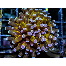 Euphyllia cristata Gold torch