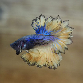 betta macho halfmoon feathertail