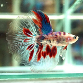 Betta macho halfmoon Marmol