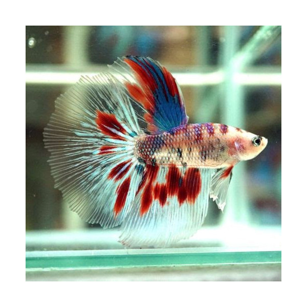 Betta macho halfmoon Marmol