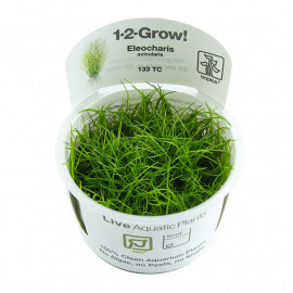 Eleocharis acicularis 1-2-Grow!