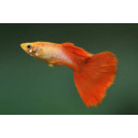 Guppy macho rojo platinum