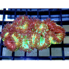 Trachyphyllia Barin Red CITES: 21PTLX00535I