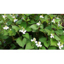 HOUTTUYNIA CORDATA