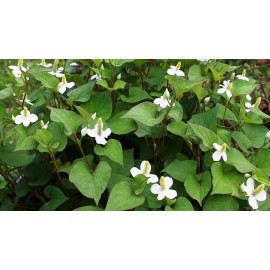 HOUTTUYNIA CORDATA