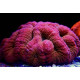 Lobophyllia Red premium L