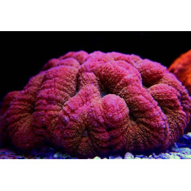 Lobophyllia Red premium L CITES: 21NL298272/11