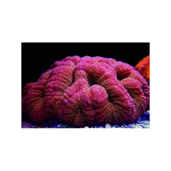 Lobophyllia Red premium L