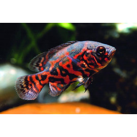 Oscar Atigrado Rojo S Astronotus ocellatus